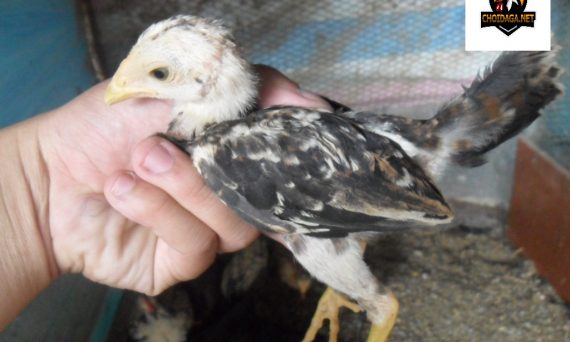 Chọn chiến kê con nắm ngay bí kíp sau 13 chọn gà tre con