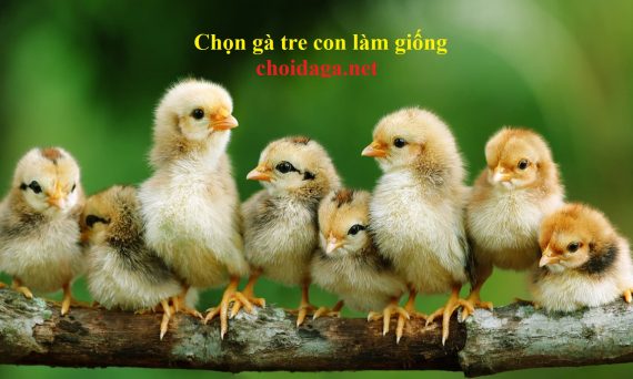 chọn gà tre con