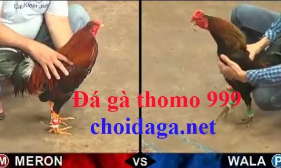 Da ga thomo 999 Trực tiếp đá gà hôm nay 24 đá gà thomo 999