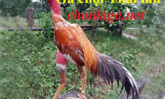 Gà chọi Thái Lan có phải chỉ để làm cảnh? 1 gachoithailan1