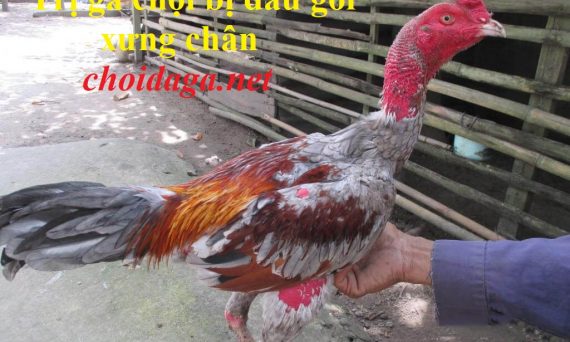 Trị gà chọi đau gối hồi phục trong thời gian ngắn 6 gà bị đau chân