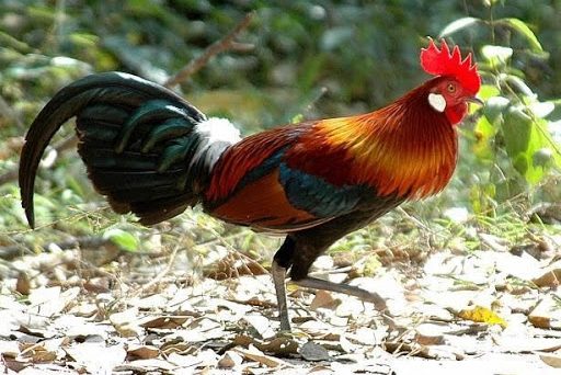 Nuôi gà rừng và những đặc điểm của gà rừng mồi 6 gà rừng