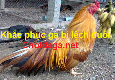 Gà bị lệch đuôi và cách khắc phục hiệu quả 28 gà bị lệch đuôi