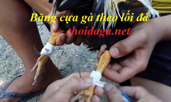 Băng cựa gà dựa vào lối đá của chiến kê 11 lencuaga1