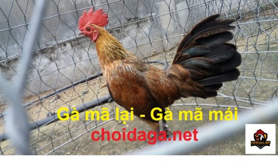 Gà mã lại (gà mã mái) chiến kê độc lạ 17 gà mã lại