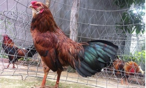 Nuôi gà kiễng nắm ngay kỹ thuật chăm sóc 1 malaibipo