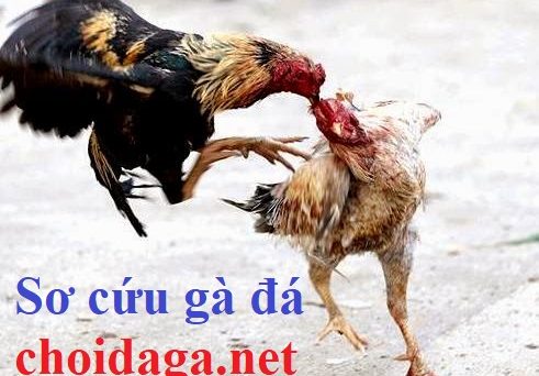 Kỹ thuật sơ cứu gà đá mà sư kê nào cũng phải biết 1 sơ cứu gà đá