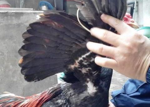 Xem cánh gà chọi nhận biết chiến kê đá hay hay không 23 xem cánh gà chọi