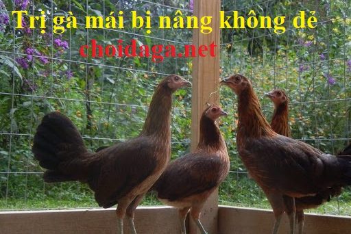 Khắc phục tình trạng gà mái bị nâng không đẻ 12 Gà mái bị nâng