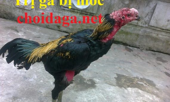 Trị gà bị mốc dứt điểm trong thời gian ngắn hiệu quả 26 trị gà bị mốc