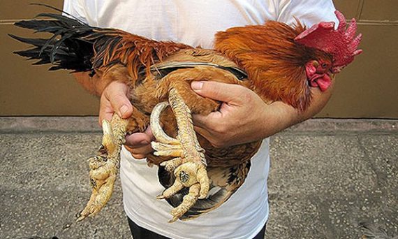 Gà chín cựa giống trong truyền thuyết của Việt Nam 43 gà chín cựa