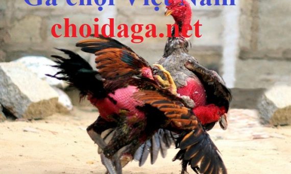Gà chọi Việt Nam - Dòng gà đòn chưa bao giờ hết hot 37 gachoivietnam1