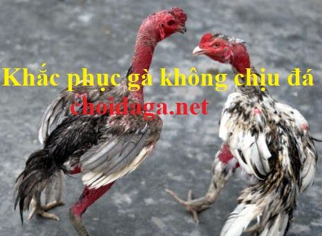 Gà không chịu đá - Nguyên nhân và cách khắc phục 1 gà không chịu đá