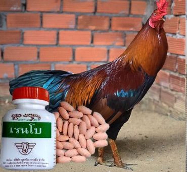 Thuốc gà đá RainBow sự lựa chọn của nhiều sư kê 1 thuốc gà đá