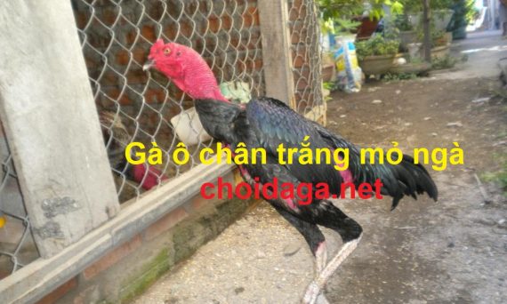 Gà ô chân trắng mỏ ngà quý kê trong làng gà chọi 12 https://gadaviet.com