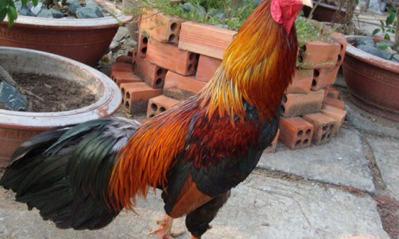 Trị gà khò khè mùa mưa dứt điểm sau 1 ngày 25 gà chọi thomo