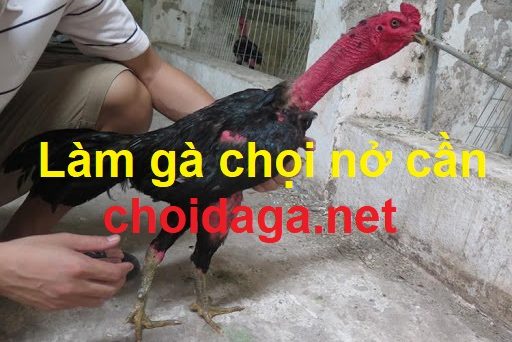 Làm gà nở cần bằng phương pháp đơn giản mà hiệu quả 54 làm gà nở cần