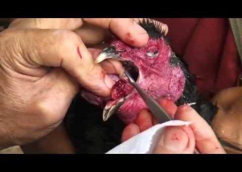 Gà bị nấm họng và bí kíp chữa trị hiệu quả 7 namhong2