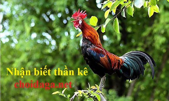 Nhận biết thần kê linh kê đá gà qua 12 dị tướng 18 Nhận biết thần kê