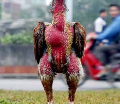 Gà xám bất trị - Chiến kê huyền thoại đất Nam Định 32 gà xám bất trị