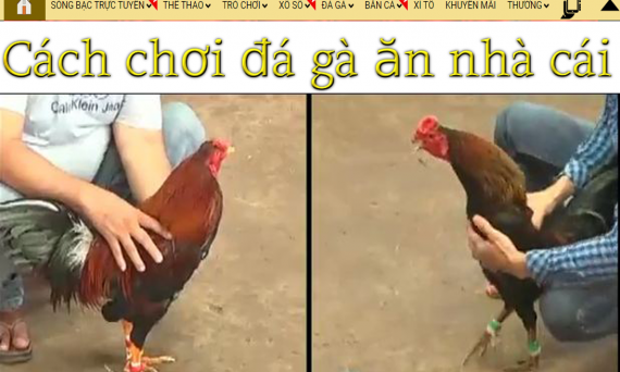 Cách ăn nhà cái khi chơi đá gà online tại Vegas79 24 Cách ăn nhà cái