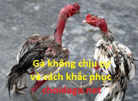 Gà lúc cự lúc không - Cách khắc phục gà không chịu cự 55 gà không chịu cự