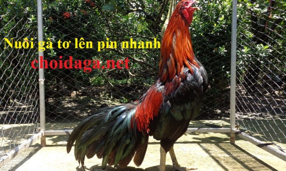 Nuôi gà tơ lên pin nhanh chóng theo chế độ chuẩn 1 nuôi gà tơ lên pin nhanh