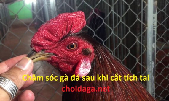 Chăm sóc gà đá cựa sắt sau khi cắt tích tai cho gà 11 cắt tích gà đá cựa sắt