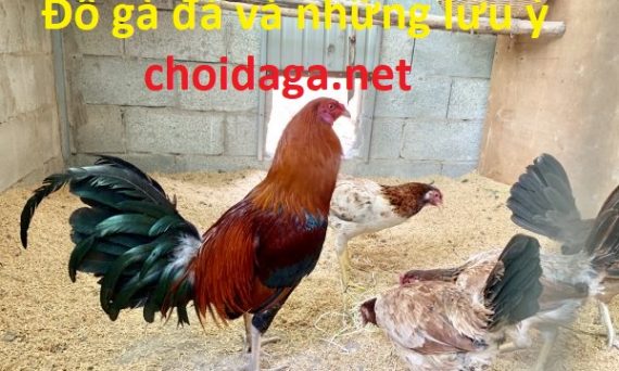 Đỗ gà đá và những điều cần lưu ý 6 Đỗ gà đá