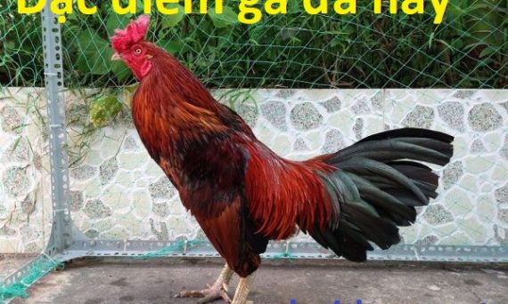 Gà đá hay có những đặc điểm và yếu tố gì? 45 gà đá hay