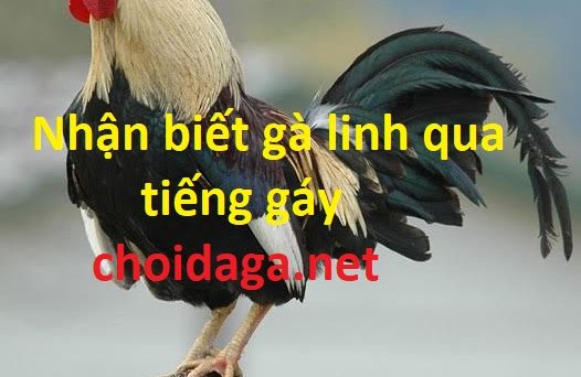 Nhận biết gà linh qua tiếng gáy và thời gian gáy 33 Nhận biết gà linh