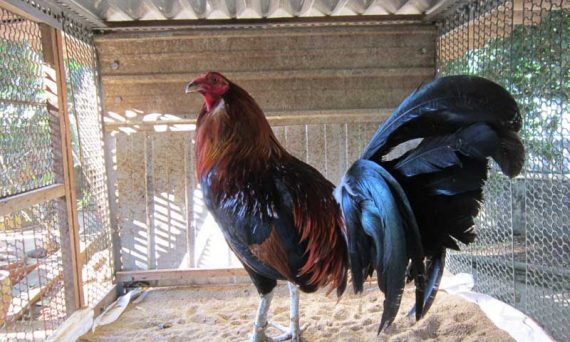 Dùng thuốc nuôi gà đá hot nhất hiện nay 44 gamydep