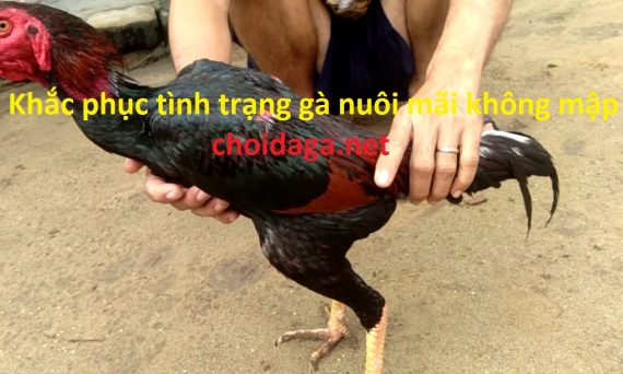 gà đá không mập