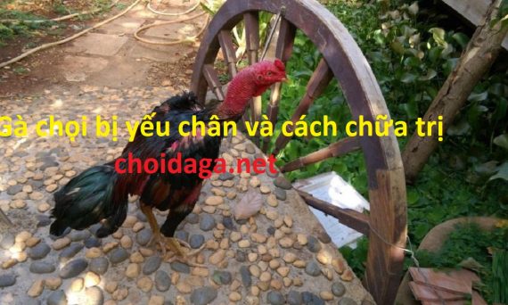 Gà chọi yếu chân do đâu và cách khắc phục hiệu quả 39 Gà chọi bị yếu chân