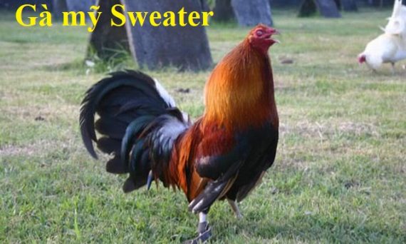 Gà mỹ Sweater - Dòng gà máu nhất hiện nay. 35 gà mỹ Sweater