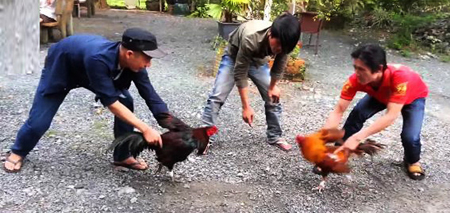 Cầm gà nài và các kỹ năng sư kê cần biết khi ôm nài 46 Cầm gài nài