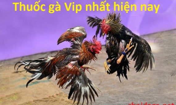 Thuốc gà vip được giới sư kê dùng nhiều nhất hiện nay 20 thuốc gà vip