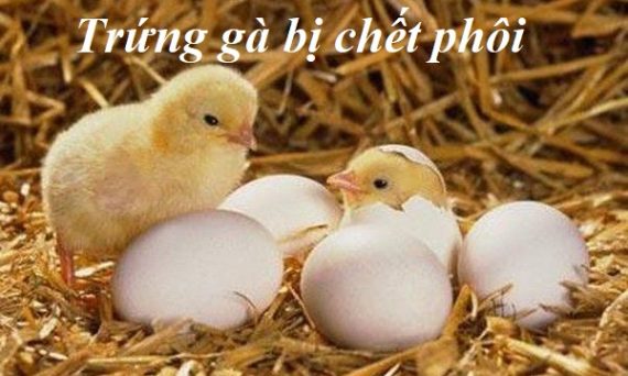 Trứng gà bị chết phôi khi ấp nguyên nhân do đâu? 40 trứng gà bị chết phôi