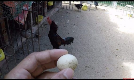 Gà trống đẻ trứng chuyện lạ có thật 20 trứng gà trống
