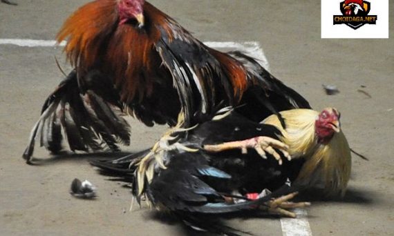 Thuốc tan đòn gà đá hiệu quả nhất 6 thuốc tan đòn