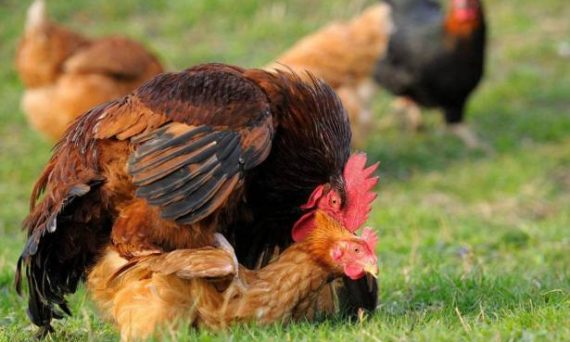 Bí ẩn về gà đạp mái không phải ai cũng biết 32 gà đạp mái