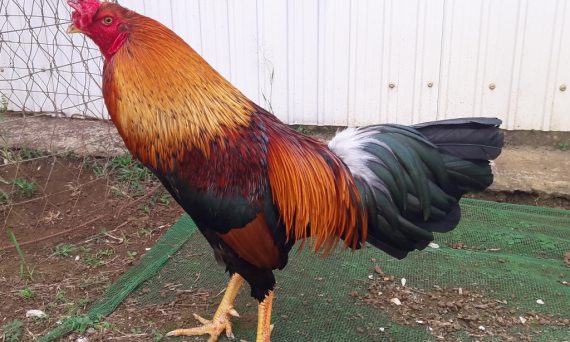 Nuôi gà đá bị tang hay nhất hiện nay 1 gà đá