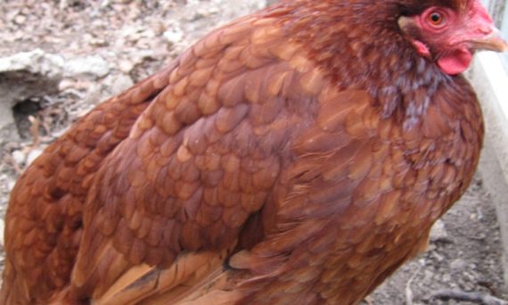 Khắc phục tình trạng gà đi ngoài hiệu quả 17 gà bị tiêu chảy