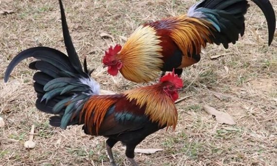 Dụng cụ nuôi gà đá cần thiết sư kê nên biết 1 nuôi gà đá