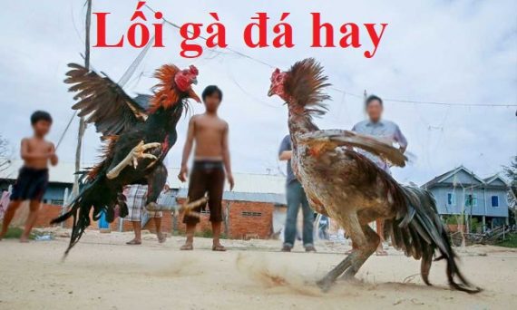 Chọn lối gà đá hay với phương pháp của sư kê xưa 33 lối gà đá hay