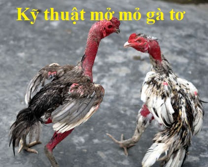 Kỹ thuật mở mỏ gà tơ đúng chuẩn sư kê 28 mở mỏ gà tơ