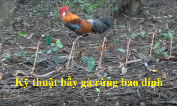 Cách bẫy gà rừng bao dính đảm bảo bắt được bổi 12 Bẫy gà rừng