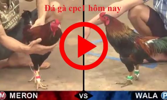Trực tiếp chọi gà cpc1 - cpc2 bên Campuchia 1 đá gà cpc1