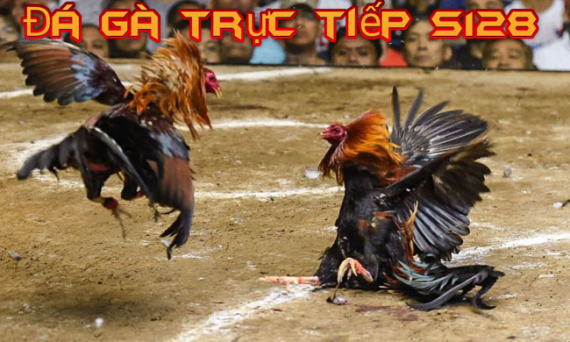 Chơi da ga S128 trực tuyến hàng đầu hiện nay 18 da ga s128