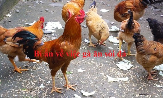 Vì sao gà ăn sỏi đá? Gà ăn sỏi đá có sao không? 18 gà ăn sỏi đá